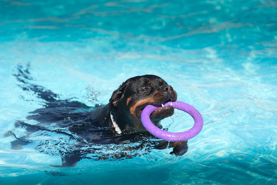 Piscina per cani e nuoto