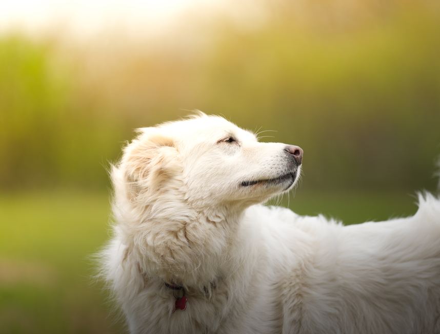 Cane in posa calma e rilassata