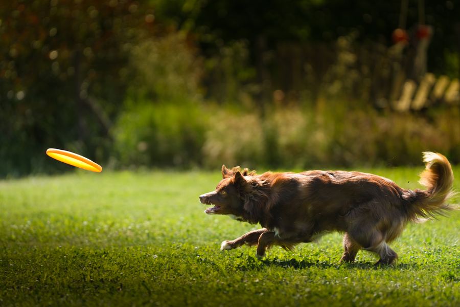 Discdog atletico con salto