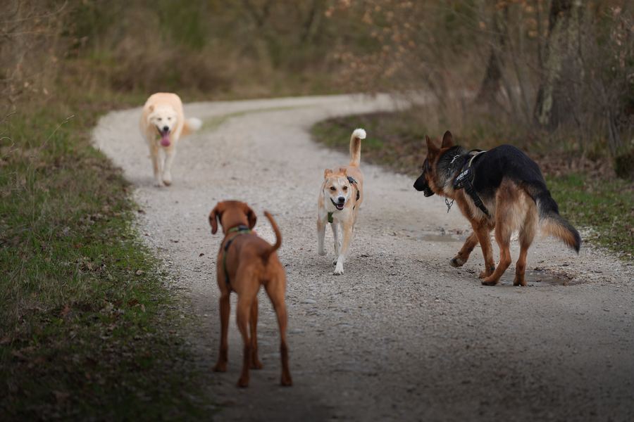 Passeggiata nel bosco tra gli alberi
