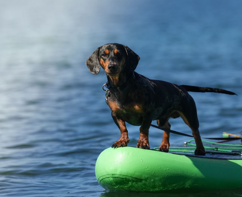Sessione di SUP in acqua tranquilla