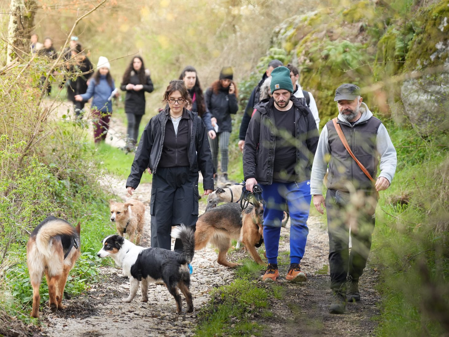 Passeggiata di gruppo nel verde con cani sereni lungo il sentiero