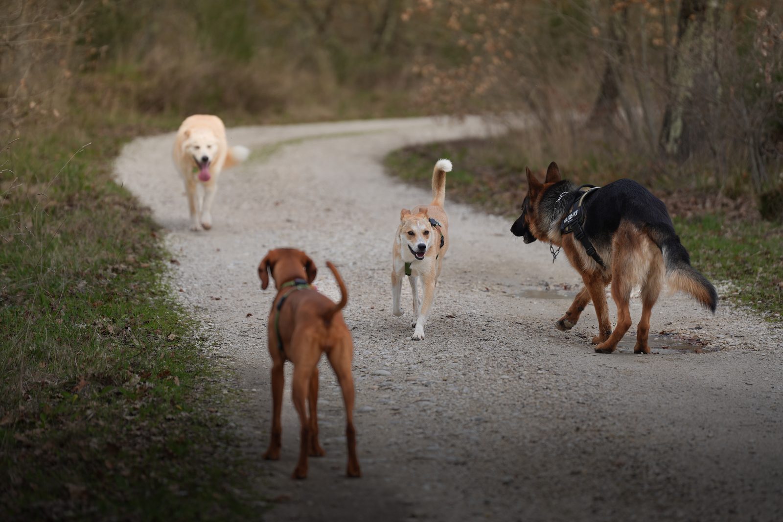 Cani e proprietari in cammino tra alberi e prati