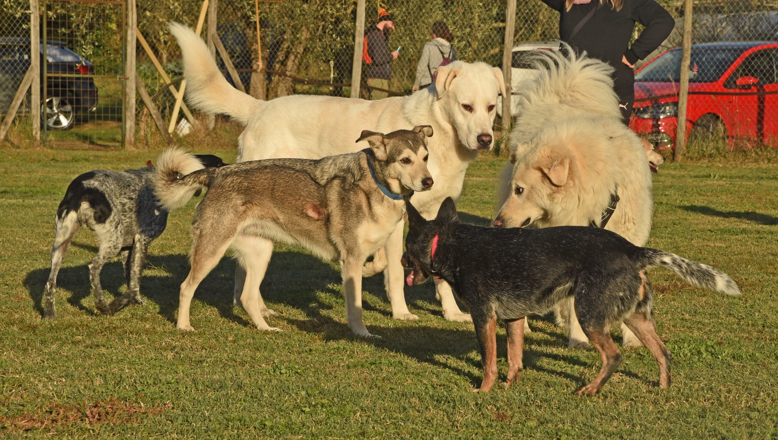 Classi di comunicazione ed interazione serena tra cani nel campo