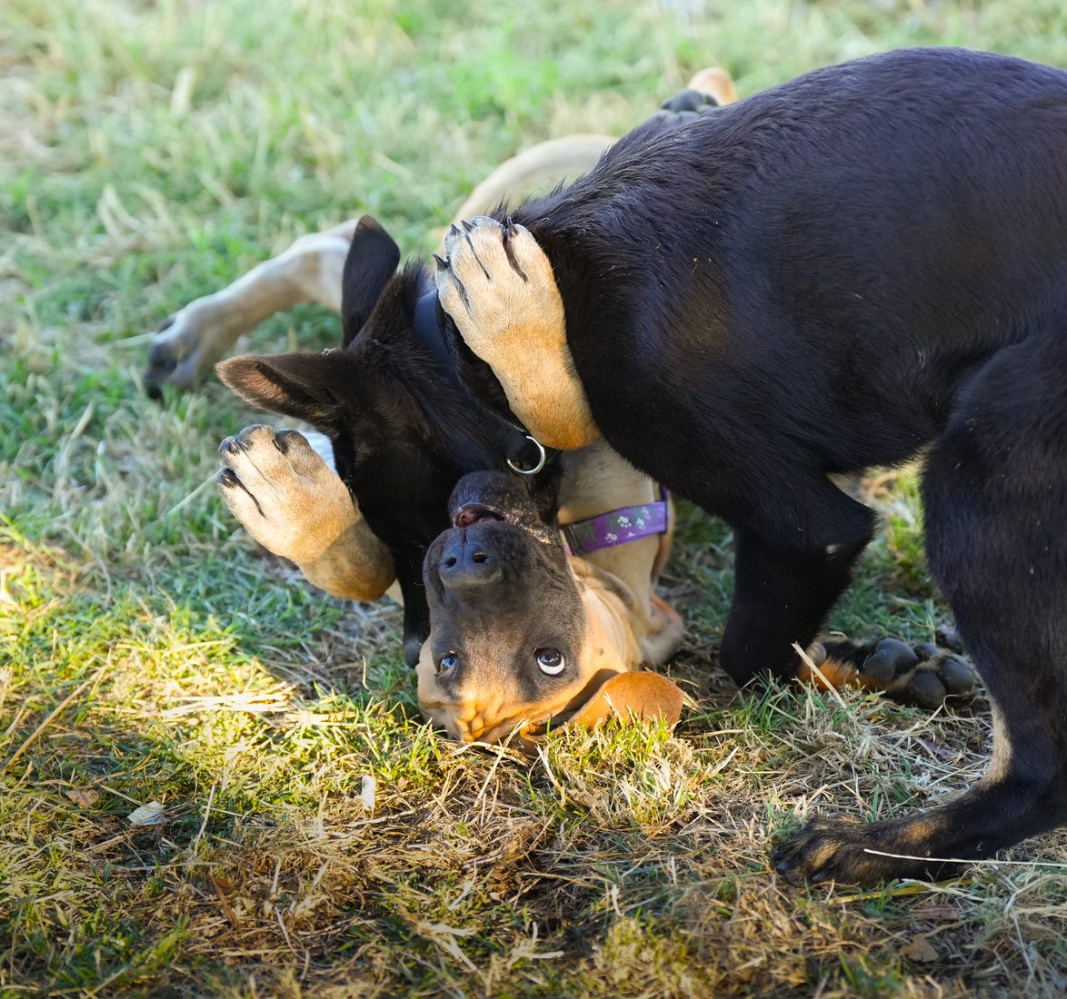 Cucciolo durante l'esperienza guidata di Puppy Class