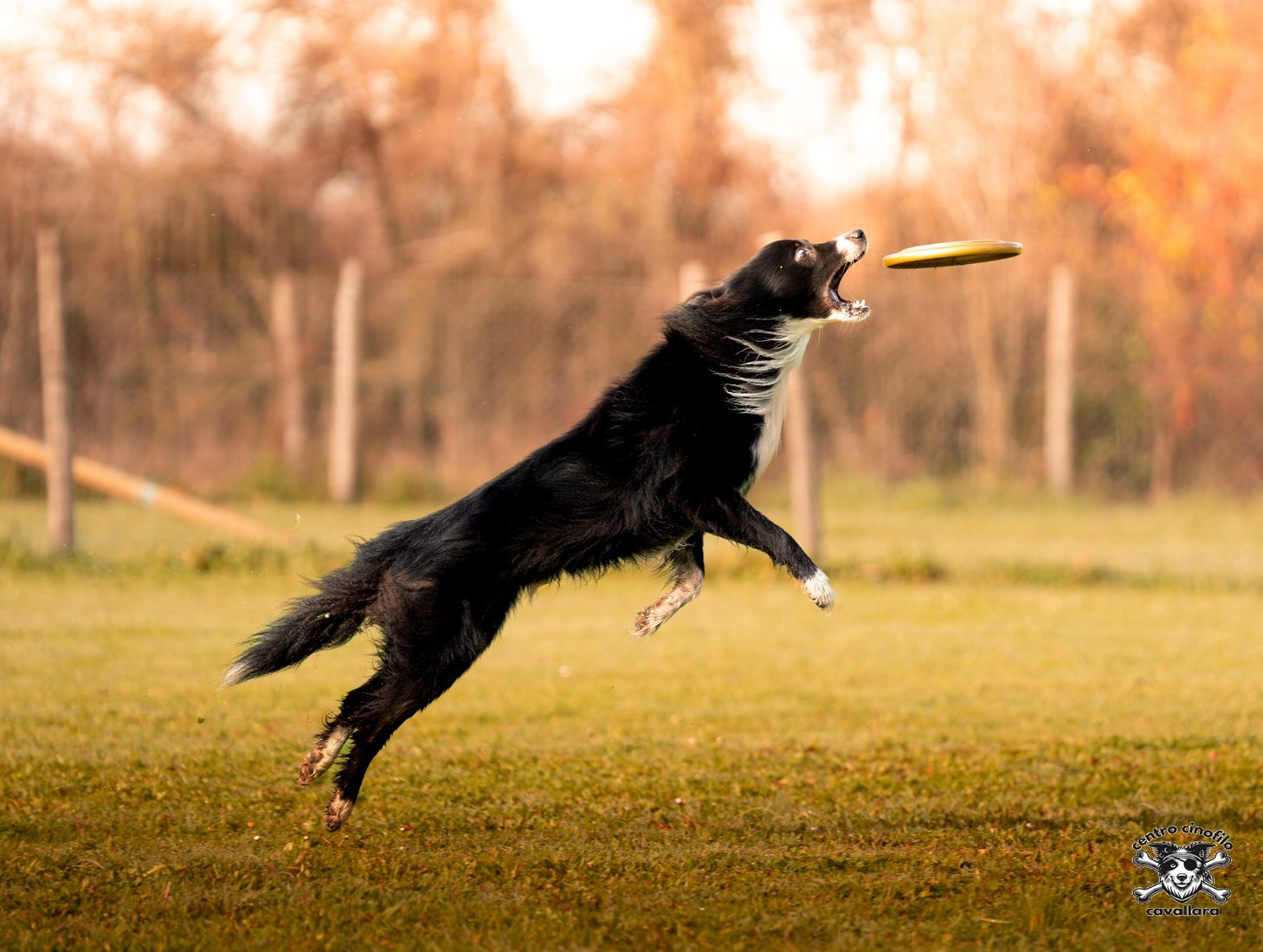 Border collie in volo atletico nel discdog senza striscione
